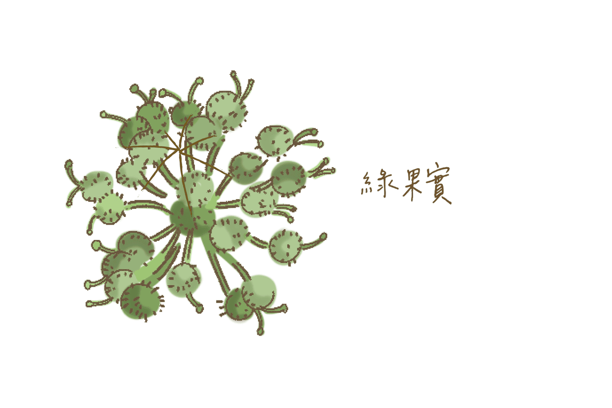 綠果實代表未熟