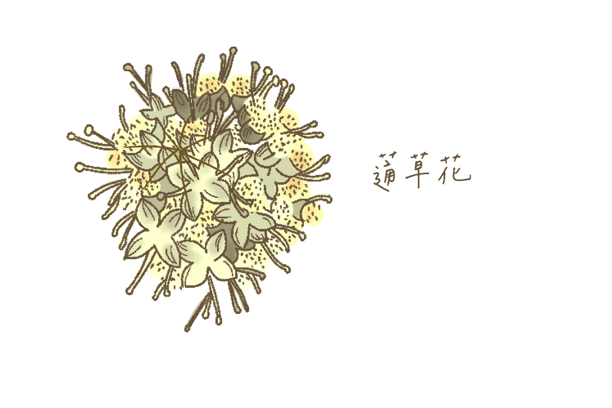 黃褐色及淡黃色，花苞約有30朵小花