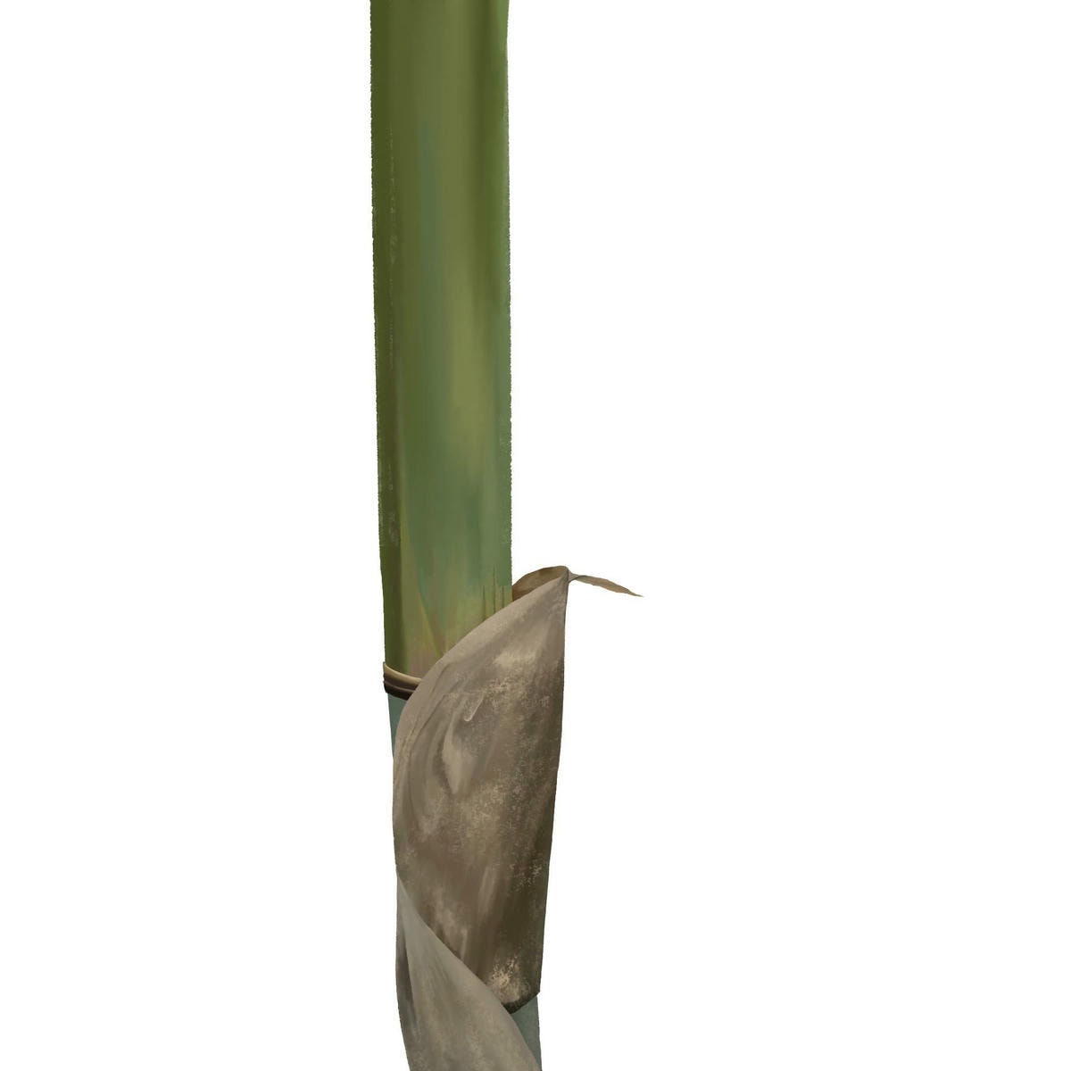 麻竹