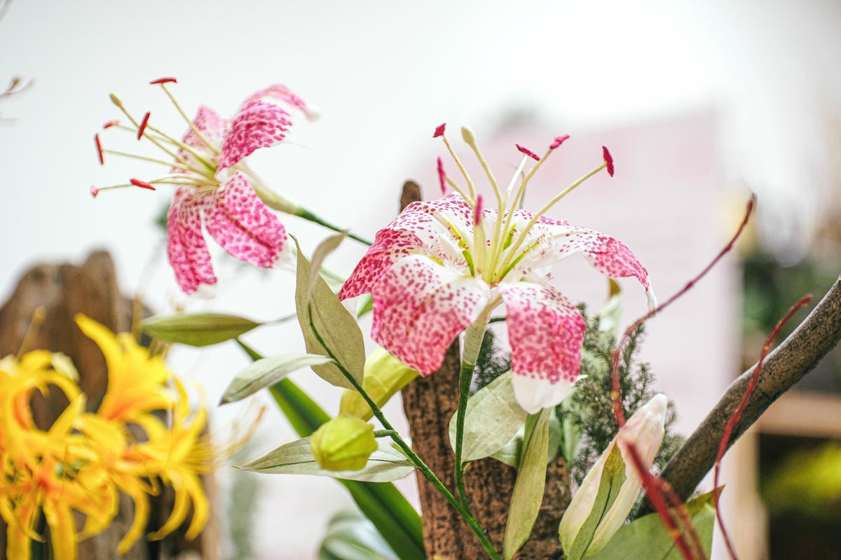 十九世紀的米紙長什麼模樣？從英國、廣州、印度、中國到德國學家的台灣蓪草命名之路