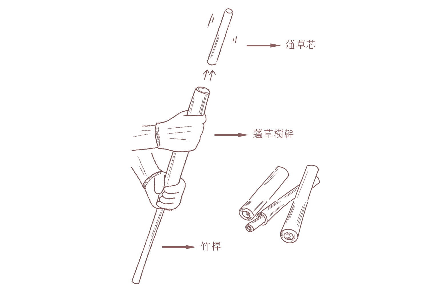 How to Make:蓪草紙:從通脫到縛草,7道把植物髓芯剖成畫紙的百年技術 - 第4張圖